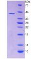 WNT2 / IRP Protein - Recombinant Wingless Type MMTV Integration Site Family, Member 2 By SDS-PAGE