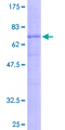WNT2B Protein - 12.5% SDS-PAGE of human WNT2B stained with Coomassie Blue