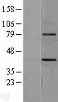 WNT3 Protein - Western validation with an anti-DDK antibody * L: Control HEK293 lysate R: Over-expression lysate