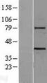 WNT3 Protein - Western validation with an anti-DDK antibody * L: Control HEK293 lysate R: Over-expression lysate
