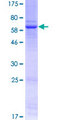WNT3 Protein - 12.5% SDS-PAGE of human WNT3 stained with Coomassie Blue
