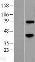 WNT3A Protein - Western validation with an anti-DDK antibody * L: Control HEK293 lysate R: Over-expression lysate