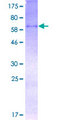 WNT3A Protein - 12.5% SDS-PAGE of human WNT3A stained with Coomassie Blue