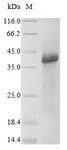 WNT5A Protein - (Tris-Glycine gel) Discontinuous SDS-PAGE (reduced) with 5% enrichment gel and 15% separation gel.