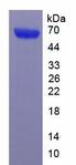 WNT5A Protein - Recombinant Wingless Type MMTV Integration Site Family, Member 5A (WNT5A) by SDS-PAGE