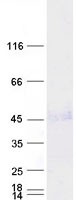 WNT5A Protein - Purified recombinant protein WNT5A was analyzed by SDS-PAGE gel and Coomassie Blue Staining