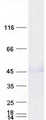 WNT5A Protein - Purified recombinant protein WNT5A was analyzed by SDS-PAGE gel and Coomassie Blue Staining