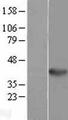 WNT5B Protein - Western validation with an anti-DDK antibody * L: Control HEK293 lysate R: Over-expression lysate
