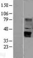 WNT5B Protein - Western validation with an anti-DDK antibody * L: Control HEK293 lysate R: Over-expression lysate