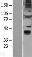 WNT6 Protein - Western validation with an anti-DDK antibody * L: Control HEK293 lysate R: Over-expression lysate