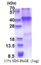 WNT7A Protein