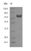 WNT7B Protein - (Tris-Glycine gel) Discontinuous SDS-PAGE (reduced) with 5% enrichment gel and 15% separation gel.