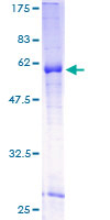WNT7B Protein - 12.5% SDS-PAGE of human WNT7B stained with Coomassie Blue