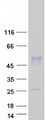 WNT8A Protein - Purified recombinant protein WNT8A was analyzed by SDS-PAGE gel and Coomassie Blue Staining