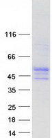WRAP73 / WDR8 Protein - Purified recombinant protein WRAP73 was analyzed by SDS-PAGE gel and Coomassie Blue Staining
