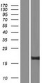 WRB Protein - Western validation with an anti-DDK antibody * L: Control HEK293 lysate R: Over-expression lysate