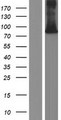WRNIP1 / WHIP Protein - Western validation with an anti-DDK antibody * L: Control HEK293 lysate R: Over-expression lysate
