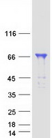 WRNIP1 / WHIP Protein - Purified recombinant protein WRNIP1 was analyzed by SDS-PAGE gel and Coomassie Blue Staining