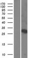 WSB1 Protein - Western validation with an anti-DDK antibody * L: Control HEK293 lysate R: Over-expression lysate