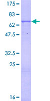 WSB1 Protein - 12.5% SDS-PAGE of human WSB1 stained with Coomassie Blue