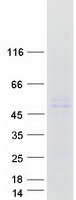 WSB1 Protein - Purified recombinant protein WSB1 was analyzed by SDS-PAGE gel and Coomassie Blue Staining
