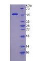 WT1 / Wilms Tumor 1 Protein - Recombinant Wilms Tumor Protein (WT1) by SDS-PAGE