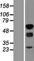 WTAP Protein - Western validation with an anti-DDK antibody * L: Control HEK293 lysate R: Over-expression lysate