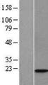 WTAP Protein - Western validation with an anti-DDK antibody * L: Control HEK293 lysate R: Over-expression lysate