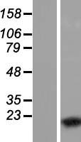 WTAP Protein - Western validation with an anti-DDK antibody * L: Control HEK293 lysate R: Over-expression lysate