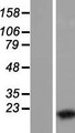 WTAP Protein - Western validation with an anti-DDK antibody * L: Control HEK293 lysate R: Over-expression lysate