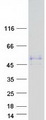 WTIP Protein - Purified recombinant protein WTIP was analyzed by SDS-PAGE gel and Coomassie Blue Staining