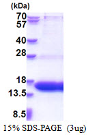 WWC1 / KIBRA Protein