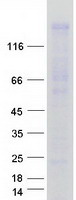 WWC1 / KIBRA Protein - Purified recombinant protein WWC1 was analyzed by SDS-PAGE gel and Coomassie Blue Staining