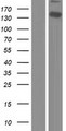 WWC2 Protein - Western validation with an anti-DDK antibody * L: Control HEK293 lysate R: Over-expression lysate