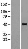 WWOX Protein - Western validation with an anti-DDK antibody * L: Control HEK293 lysate R: Over-expression lysate