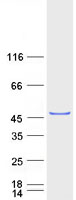 WWOX Protein - Purified recombinant protein WWOX was analyzed by SDS-PAGE gel and Coomassie Blue Staining