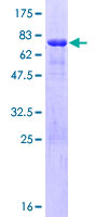 WWP2 Protein - 12.5% SDS-PAGE of human WWP2 stained with Coomassie Blue