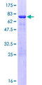 WWP2 Protein - 12.5% SDS-PAGE of human WWP2 stained with Coomassie Blue