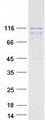 WWP2 Protein - Purified recombinant protein WWP2 was analyzed by SDS-PAGE gel and Coomassie Blue Staining