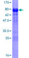 WWTR1 / TAZ Protein - 12.5% SDS-PAGE of human WWTR1 stained with Coomassie Blue