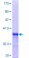 WWTR1 / TAZ Protein - 12.5% SDS-PAGE Stained with Coomassie Blue.