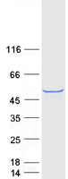 WWTR1 / TAZ Protein - Purified recombinant protein WWTR1 was analyzed by SDS-PAGE gel and Coomassie Blue Staining