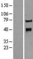 X 010 protein (MDS010) Protein - Western validation with an anti-DDK antibody * L: Control HEK293 lysate R: Over-expression lysate