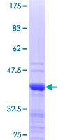 XAF1 Protein - 12.5% SDS-PAGE Stained with Coomassie Blue.