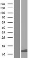 XAGE1E Protein - Western validation with an anti-DDK antibody * L: Control HEK293 lysate R: Over-expression lysate