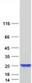 XAGE2 Protein - Purified recombinant protein XAGE2B was analyzed by SDS-PAGE gel and Coomassie Blue Staining