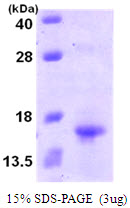 XCL1 / Lymphotactin Protein