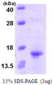XCL1 / Lymphotactin Protein