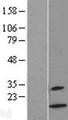 XCL2 Protein - Western validation with an anti-DDK antibody * L: Control HEK293 lysate R: Over-expression lysate