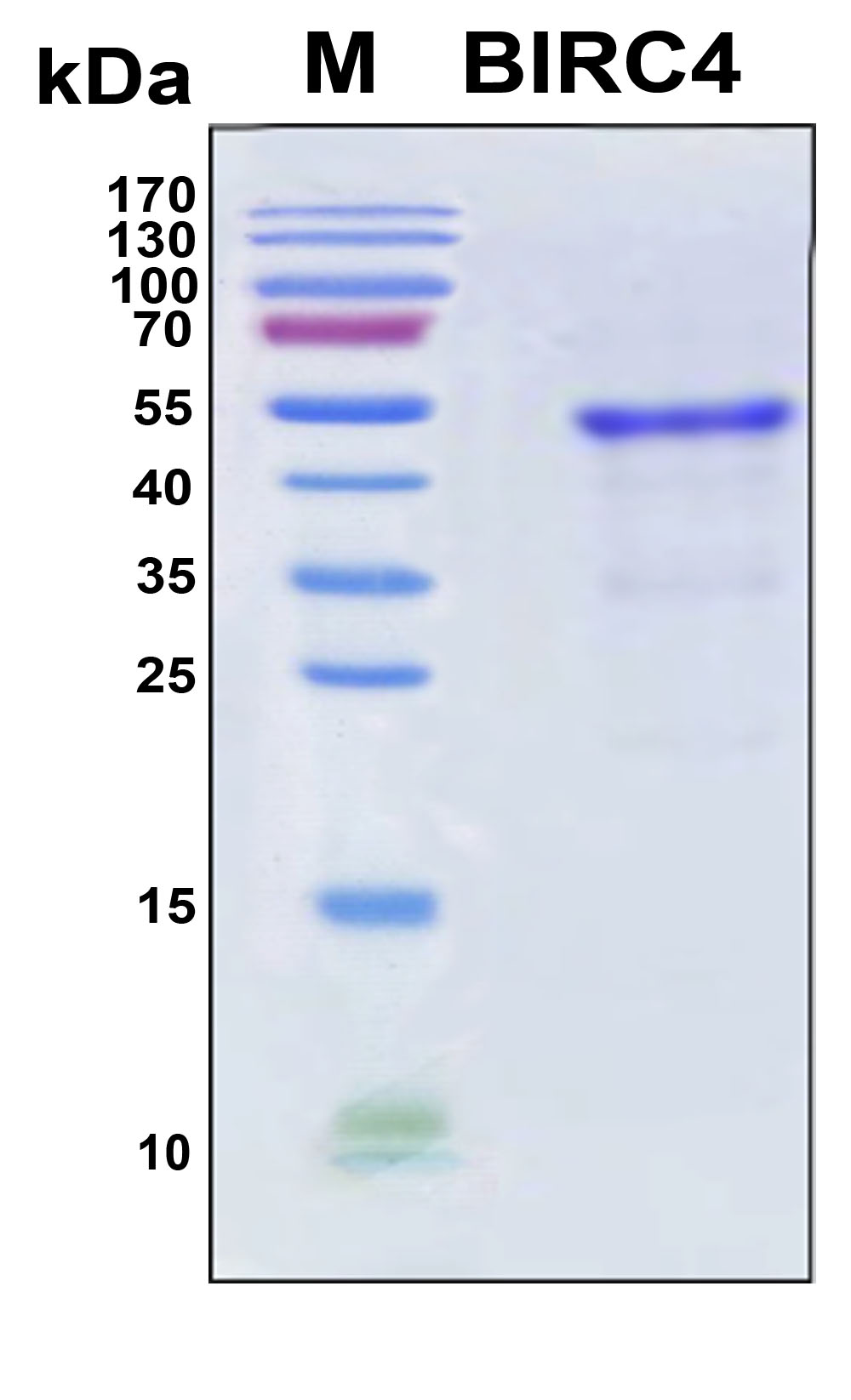 XIAP Protein - SDS-PAGE under reducing conditions and visualized by Coomassie blue staining